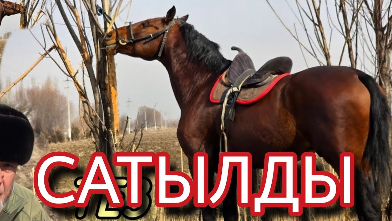 САТЫЛДЫ 