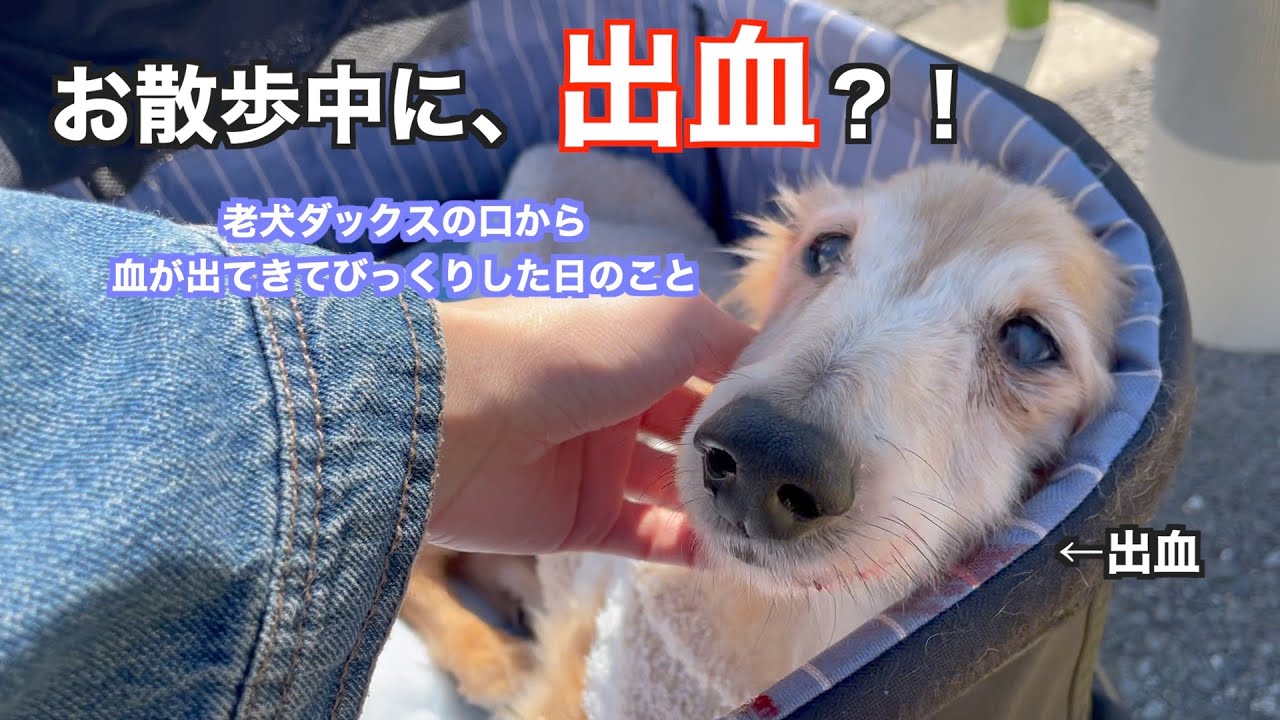老犬ダックス 突然出血しました Youtube