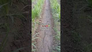 After 60days result kuttai napiyar 😍 #agriculture #farming #villagelife #kangeyam