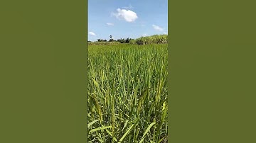 หอมกลิ่นเกสรข้าวออกรวง #วิถีชาวนา #วิถีชาวบ้าน #farming