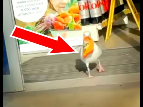 Stop, Thief! Seagull spotted stealing a pack of Mini Cheddars from a grocery store