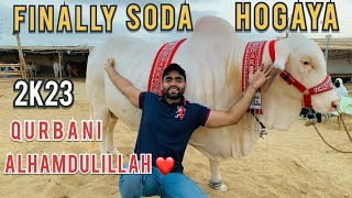 Finally 2k23 ka soda hogaya❤||Jameel memon society me sode banrhe hai|| #cowmandi #bakraeid2023