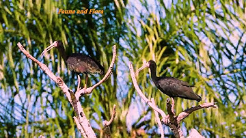 BARE-FACED IBIS, (PHIMOSUS INFUSCATUS), TAPICURU, Birds of marshy regions.