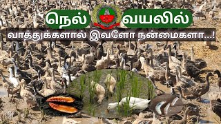 வாத்துகளை நெல் நடவு வயலில் இப்படியும் பயன்படுத்தலாம் | Ducks in paddy field @vivasayapokkisham