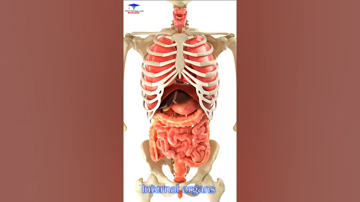 Human Internal organs 3D Animation  /// #organs #shoertsvideo