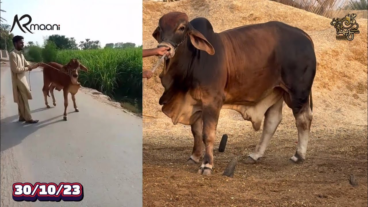 Aj Tw Maza Hi Agaya 🤩 | Dil Ki Baatyn Dil Sy Keh Dee 🙃 | Aar Maani