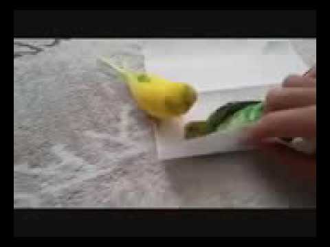 يا راحل عن الحياة وساكنا في اضلعي اووووف بس فرااااااااقك صعب