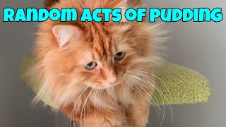 Random Acts Of Pudding - Crazy Caturday (episode 21)