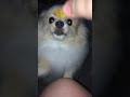 Poochie the Pom 5-18-17