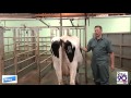 Body Condition scoring (BCS) Dairy Cows