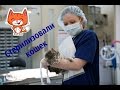 😻Везем кошек в клинику. Стерилизация.