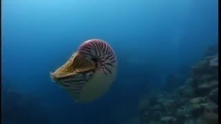 Download Lagu Discovery Channel Strange Deep Sea Creatures Sea Animal National Geographic Documentary 20 - The Bes MP3