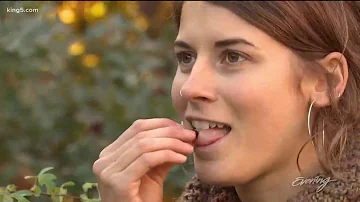 Can you eat berries from a hawthorn tree?