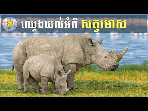 S01E03: ឈ្វេងយល់អំពី សត្វរមាស ទ្វីបអាហ្វ្រិក | Learning about Rhinoceroses in Africa