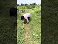 Emergency Why Rubbing An Injury Reduces Pain Hack Challenge! #challenge #experimen #shorts