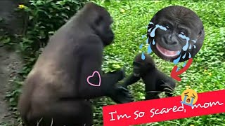 |D'jeeco Family|Gorilla|Jabali was scared to cry, and Tayari hugged Jabali back into the cave.