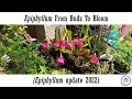 Epiphyllum from  buds to bloom epiphyllum update 2022