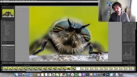 How To Do A Handheld Macro Photography Stack Of A Horseflies