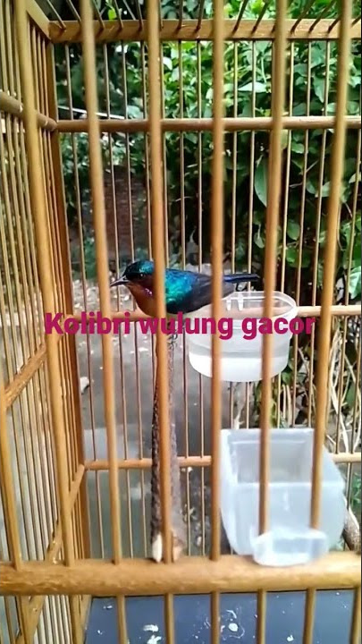 Kolibri Wulung gacor masteran nembak nembak