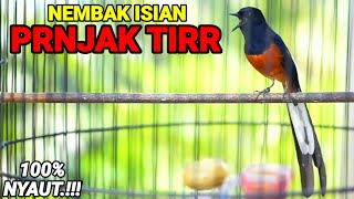 Pancingan Langsung NYAUT dengan TEMBAKAN murai batu isian PRENJAK BETINA ini