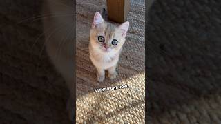 Engine’s running smoothly #goldenwhiskerscattery #britishshorthair #kitten #purr #purring #cute