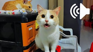 FEMALE CAT SOUND - PRANK YOUR PETS by My Kitty Story 3,218 views 1 year ago 2 minutes, 56 seconds