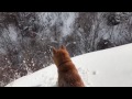 この谷の崖には熊が寝ていると北海道犬の北天狼は言っている