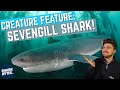 Why does the sevengill shark have seven gills