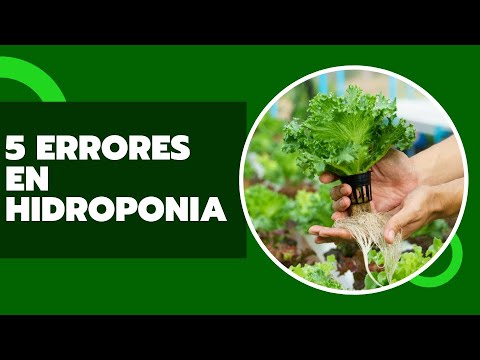 Vídeo: Informació de semi-hidroponia: ús de semi-hidroponia per a plantes d'interior