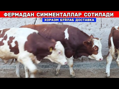 ФЕРМАДАН СИММЕНТАЛЛАР СОТИЛАДИ МАНЗИЛ УРГАНЧДА !!! ХОРАЗМ БОЗОР 