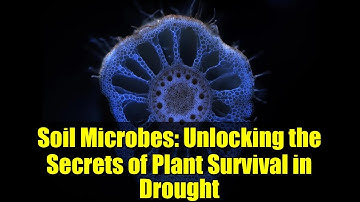 Soil Microbes: Unlocking the Secrets of Plant Survival in Drought