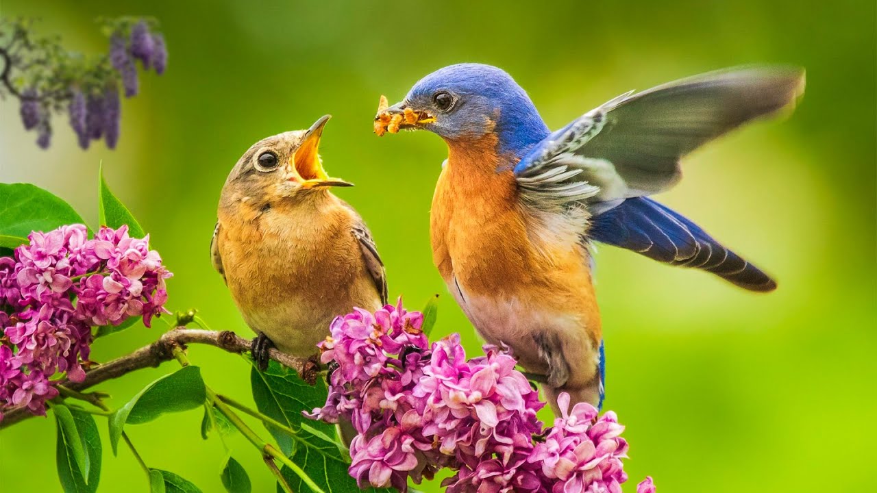 Пение птиц слушать. Человек слушает пение птиц. Birds with Teeth. Пение успокоило