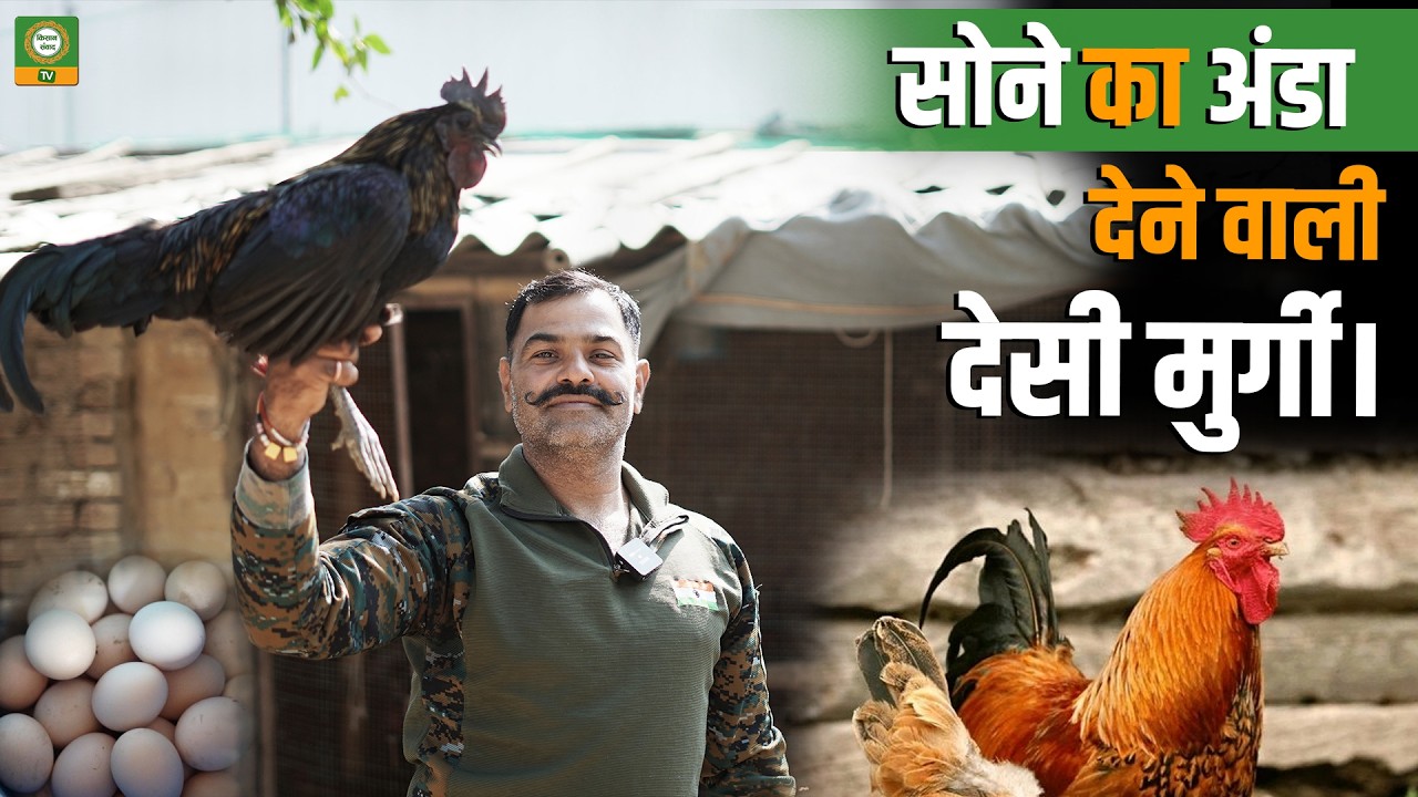 सोने का अंडा देने वाली देसी मुर्गी | देसी मुर्गी पालन से करोड़पति किसान | Desi Murgi Farming