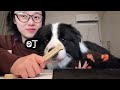 The cow dog chew chewing teeth cleaning rod#Border Collie s Daily life#Capture every frame