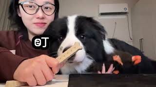 The cow dog chew chewing teeth cleaning rod#Border Collie s Daily life#Capture every frame