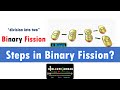 Binary Fission Steps and Mechanisms in Prokaryotic Cell Division