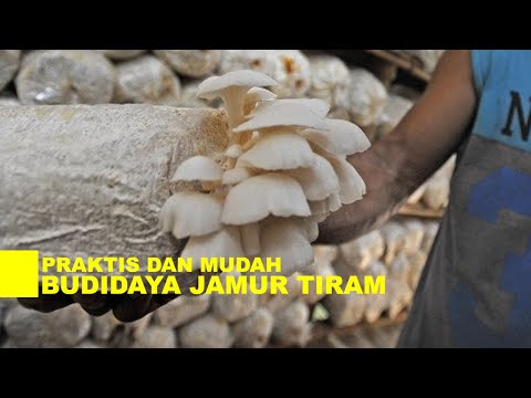 Video: Memilih Panen Jamur Anda - Pelajari Kapan Memanen Jamur