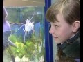 Этот прекрасный ПОДВОДНЫЙ МИР! Выставка аквариумов в салоне-магазине &quot;АКВА БЛЮЗ&quot;
