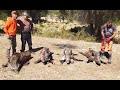 DOMUZ AVI- Wild Boar Hunting İn Turkey 2021/Κυνήγι Αγριόχοιρου - Bol Görüntü ve Aksiyon