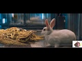 Venom gets into the rabbit clip 6  4k venom 2018 movie