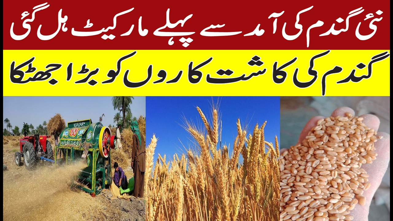 Market shakes ahead of new wheat arrival 2026 Wheat farmers face major setback as rate reversal