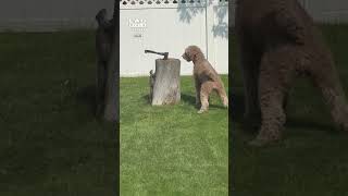 Dog Can’t Find the Squirrel 😂🐶