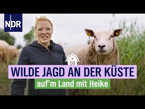 Aufruhr an der Nordseeküste: Heike Marit mit vollem Einsatz beim Schafe Impfen | NDR auf&rsquo;m Land