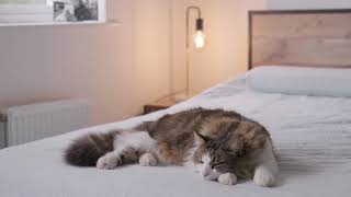 Звук мурчания кошки, мурлыканье кошки. Музыка для сна. Умиротворенный кот. Лечебное мурчание. Релакс
