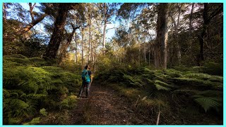 Solo Hike Springwood Ridge Loop - Blue Mountains - Canon RP