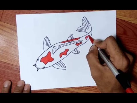 Cara Menggambar Ikan Koi Dengan Mudah Youtube
