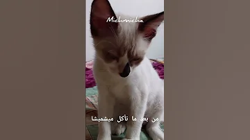 إلا شبعات الكرش تتقول لراس غني هههه ميشميشا Mixtwinfofo 