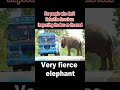 The fierce elephant trying to catch the bus elephantattack wildlife animal africanelephant