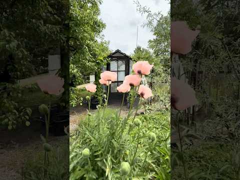 Our Swedish garden  #short