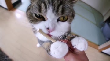 Silver Vine Matatabi Sticks Catnip